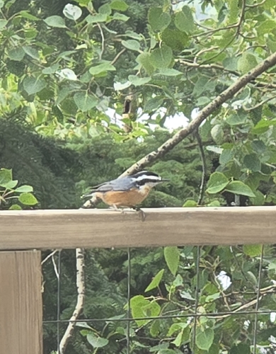 Red-breasted Nuthatch