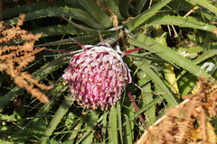 Ochagavia carnea