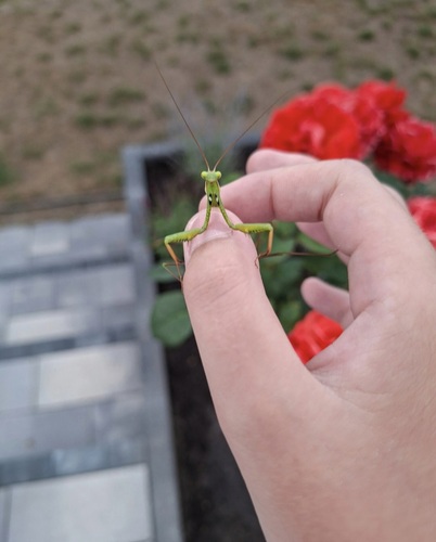 European Mantis
