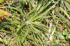Ochagavia carnea, photograph (c) Alex Press, some rights reserved (CC BY)