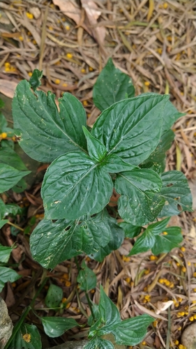 Dicliptera chinensis iNat (2)