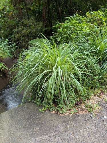 Cymbopogon citratus