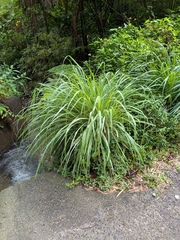Cymbopogon citratus