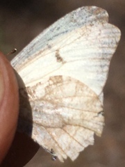 Anthocharis lanceolata