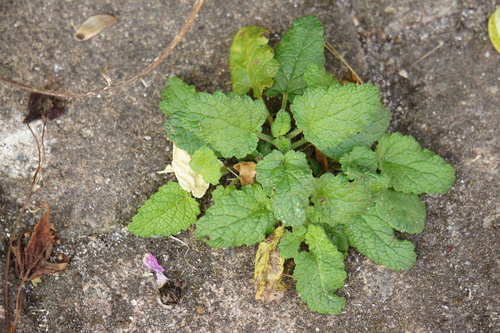 Scrophularia scorodonia, photograph 6