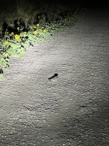Common Poorwill observed by ianstites