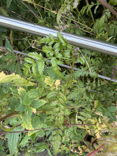 Chaerophyllum prescottii, 2026-08-10