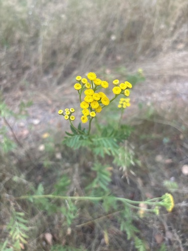 tansy