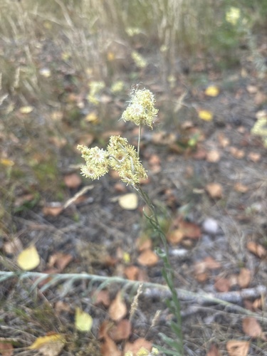 Dwarf Everlasting