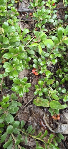 bearberry