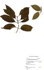Strophanthus petersianus