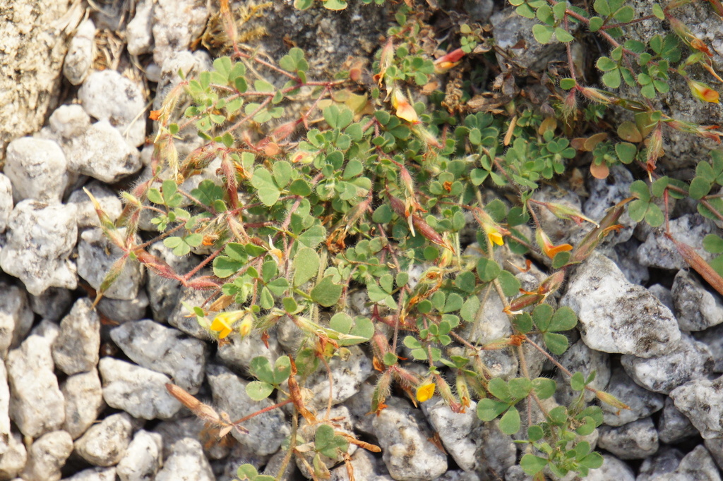 Lotus subbiflorus; photograph (c) Alex Press, some rights reserved (CC BY)