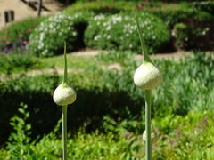 Allium sphaerocephalon