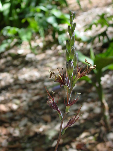 Agave pratensis