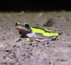 Dendropsophus leucophyllatus