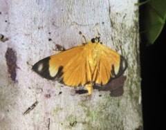 Phostria lithosialis