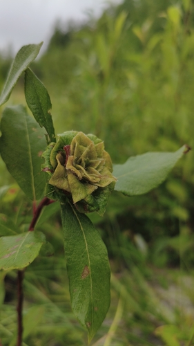 Willow Rose Gall Midge