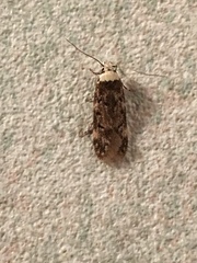 Endrosis sarcitrella