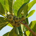 Ficus septica - Photo no hay derechos reservados, subido por 葉子