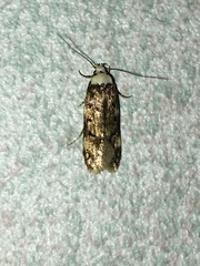Endrosis sarcitrella