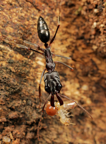 Troglodyte Trap-jaw ant