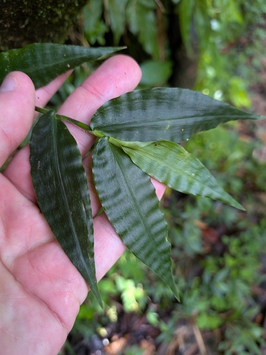 Ichnanthus pallens