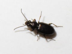 Bembidion properans