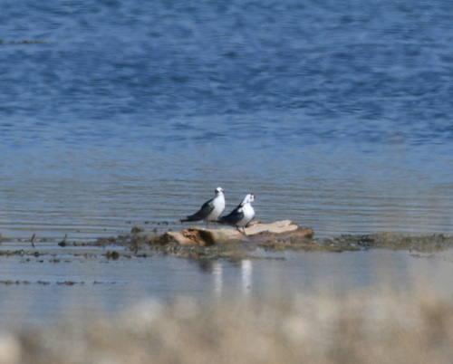White-winged Tern