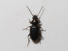 Bembidion properans