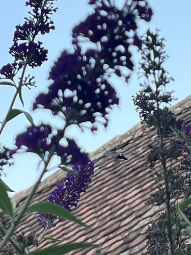 Eurasian Hummingbird Hawkmoth
