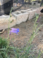 Penstemon dasyphyllus
