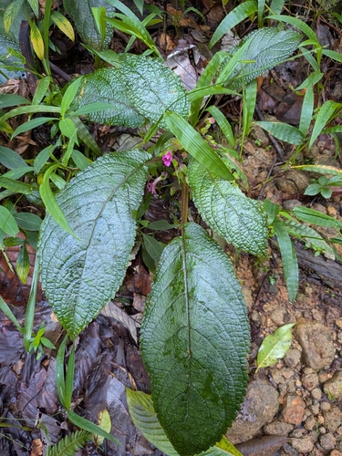 Chrysothemis melittifolia, photograph 2