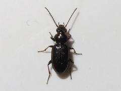 Bembidion properans