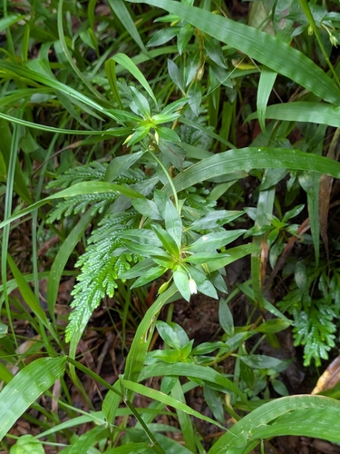 Sauvagesia erecta, photograph 6