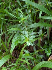 Sauvagesia erecta, photograph (c) Guillaume Delaitre, some rights reserved (CC BY)