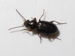 Bembidion properans