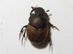 Onthophagus coenobita