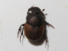 Onthophagus coenobita