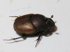 Onthophagus coenobita