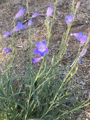 Penstemon dasyphyllus