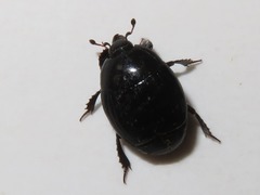 Margarinotus brunneus