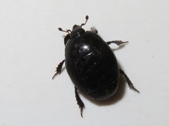 Margarinotus brunneus