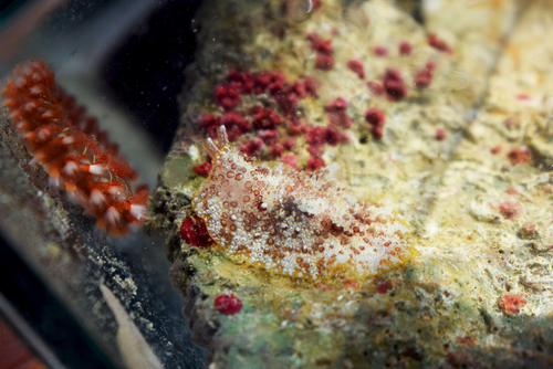 Pleurobranchus areolatus Mörch, 1863