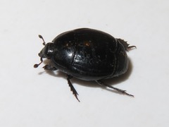 Margarinotus brunneus