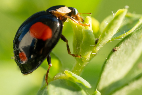 Asiatischer Marienkäfer