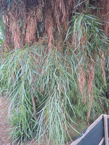 golden wreath wattle