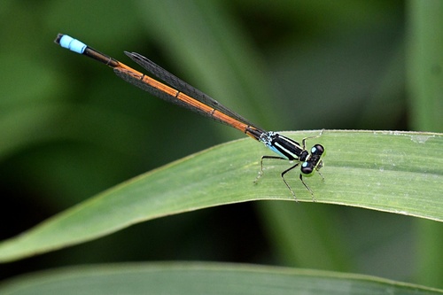 Ischnura inarmata