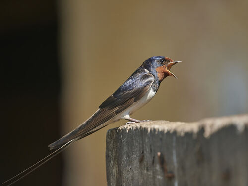 Barn Swallow
