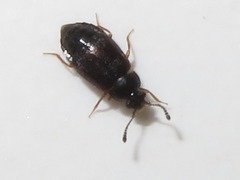 Proteinus brachypterus