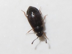 Proteinus brachypterus
